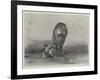 Lions at the Zoo-null-Framed Giclee Print