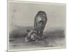 Lions at the Zoo-null-Mounted Giclee Print