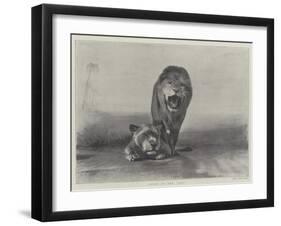 Lions at the Zoo-null-Framed Giclee Print