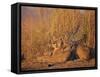 Lions Basking in Sun, Linyanti, Botswana-Peter Oxford-Framed Stretched Canvas