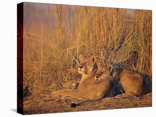 Lions Basking in Sun, Linyanti, Botswana-Peter Oxford-Stretched Canvas