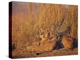 Lions Basking in Sun, Linyanti, Botswana-Peter Oxford-Stretched Canvas