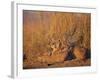 Lions Basking in Sun, Linyanti, Botswana-Peter Oxford-Framed Photographic Print