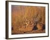 Lions Basking in Sun, Linyanti, Botswana-Peter Oxford-Framed Photographic Print