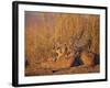 Lions Basking in Sun, Linyanti, Botswana-Peter Oxford-Framed Photographic Print