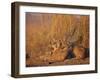 Lions Basking in Sun, Linyanti, Botswana-Peter Oxford-Framed Photographic Print