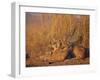 Lions Basking in Sun, Linyanti, Botswana-Peter Oxford-Framed Photographic Print