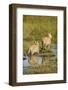 Lions Crossing Delta-Michele Westmorland-Framed Photographic Print