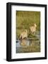 Lions Crossing Delta-Michele Westmorland-Framed Photographic Print