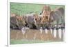 Lions Drinking from Watering Hole-DLILLC-Framed Photographic Print