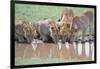Lions Drinking from Watering Hole-DLILLC-Framed Photographic Print