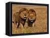 Lions, Duba Pride Males, Duba Plains, Okavango Delta, Botswana-Pete Oxford-Framed Stretched Canvas