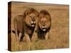 Lions, Duba Pride Males, Duba Plains, Okavango Delta, Botswana-Pete Oxford-Stretched Canvas