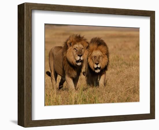 Lions, Duba Pride Males, Duba Plains, Okavango Delta, Botswana-Pete Oxford-Framed Photographic Print