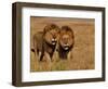 Lions, Duba Pride Males, Duba Plains, Okavango Delta, Botswana-Pete Oxford-Framed Photographic Print