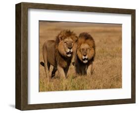 Lions, Duba Pride Males, Duba Plains, Okavango Delta, Botswana-Pete Oxford-Framed Photographic Print