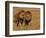 Lions, Duba Pride Males, Duba Plains, Okavango Delta, Botswana-Pete Oxford-Framed Photographic Print