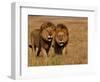 Lions, Duba Pride Males, Duba Plains, Okavango Delta, Botswana-Pete Oxford-Framed Photographic Print