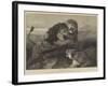 Lions Fighting-null-Framed Giclee Print