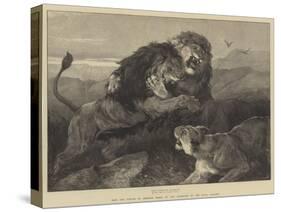 Lions Fighting-null-Stretched Canvas