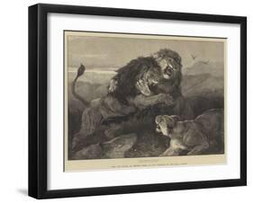 Lions Fighting-null-Framed Giclee Print