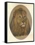 Lions Head, c1896-Frank Paton-Framed Stretched Canvas