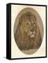 Lions Head, c1896-Frank Paton-Framed Stretched Canvas