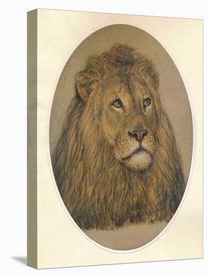 Lions Head, c1896-Frank Paton-Stretched Canvas