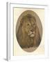 Lions Head, c1896-Frank Paton-Framed Giclee Print