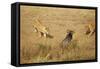 Lions Hunting a Wildebeest-Paul Souders-Framed Stretched Canvas