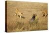 Lions Hunting a Wildebeest-Paul Souders-Stretched Canvas