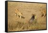 Lions Hunting a Wildebeest-Paul Souders-Framed Stretched Canvas