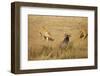 Lions Hunting a Wildebeest-Paul Souders-Framed Premium Photographic Print