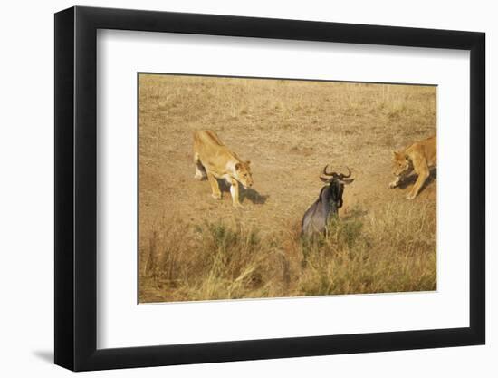 Lions Hunting a Wildebeest-Paul Souders-Framed Premium Photographic Print