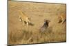 Lions Hunting a Wildebeest-Paul Souders-Mounted Photographic Print