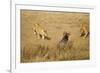 Lions Hunting a Wildebeest-Paul Souders-Framed Photographic Print