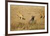 Lions Hunting a Wildebeest-Paul Souders-Framed Photographic Print