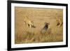 Lions Hunting a Wildebeest-Paul Souders-Framed Photographic Print