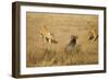 Lions Hunting a Wildebeest-Paul Souders-Framed Photographic Print