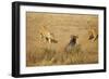 Lions Hunting a Wildebeest-Paul Souders-Framed Photographic Print