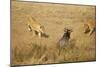 Lions Hunting a Wildebeest-Paul Souders-Mounted Photographic Print