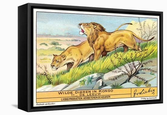 Lions in the Congo-null-Framed Stretched Canvas