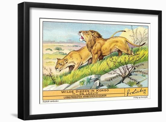 Lions in the Congo-null-Framed Art Print