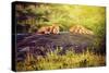 Lions Lying on Rocks on Savanna at Sunset. Safari in Serengeti, Tanzania, Africa-Michal Bednarek-Stretched Canvas