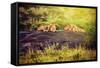 Lions Lying on Rocks on Savanna at Sunset. Safari in Serengeti, Tanzania, Africa-Michal Bednarek-Framed Stretched Canvas