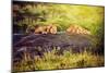 Lions Lying on Rocks on Savanna at Sunset. Safari in Serengeti, Tanzania, Africa-Michal Bednarek-Mounted Photographic Print