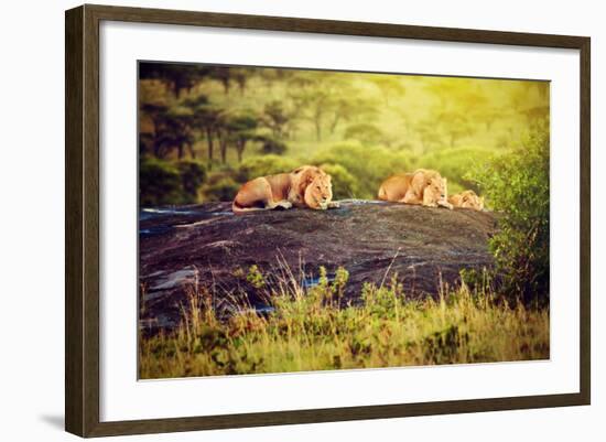 Lions Lying on Rocks on Savanna at Sunset. Safari in Serengeti, Tanzania, Africa-Michal Bednarek-Framed Photographic Print