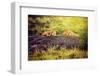 Lions Lying on Rocks on Savanna at Sunset. Safari in Serengeti, Tanzania, Africa-Michal Bednarek-Framed Photographic Print