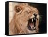 Lions, March 1992-null-Framed Stretched Canvas