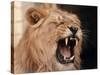 Lions, March 1992-null-Stretched Canvas